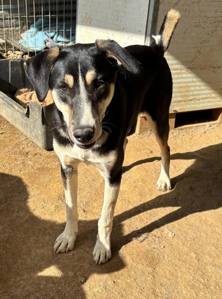 Carlotta – sanfte Hündin sucht ruhiges Zuhause 