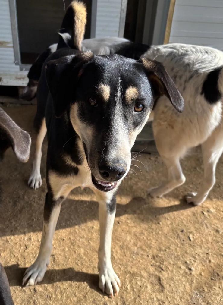 Bild 4: Carlotta – sanfte Hündin sucht ruhiges Zuhause 