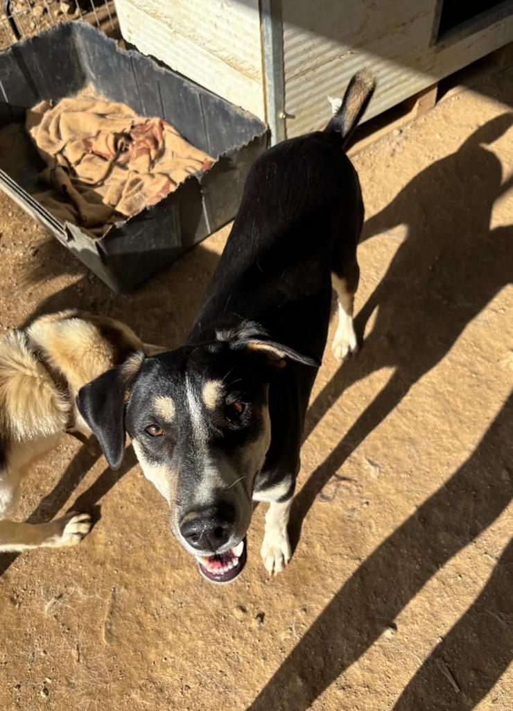 Bild 2: Carlotta – sanfte Hündin sucht ruhiges Zuhause 