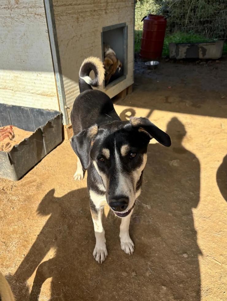 Bild 3: Carlotta – sanfte Hündin sucht ruhiges Zuhause 