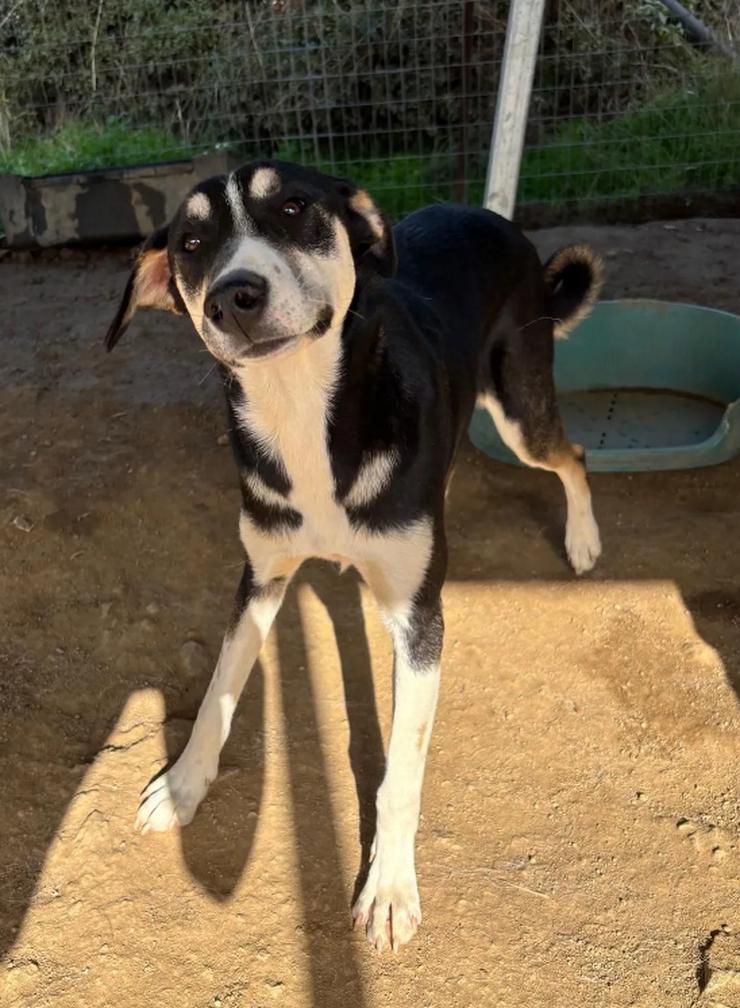 Bild 5: Carlotta – sanfte Hündin sucht ruhiges Zuhause 