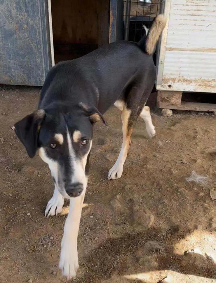 Bild 6: Carlotta – sanfte Hündin sucht ruhiges Zuhause 