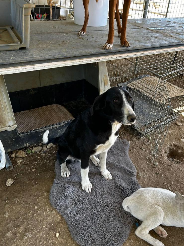 Elvis unser kleiner Rock n Roller - Mischlingshunde - Bild 1