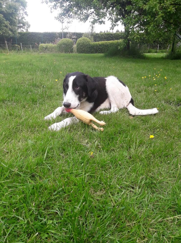 Bild 6: Cosimo ist einfach ein Schatz 