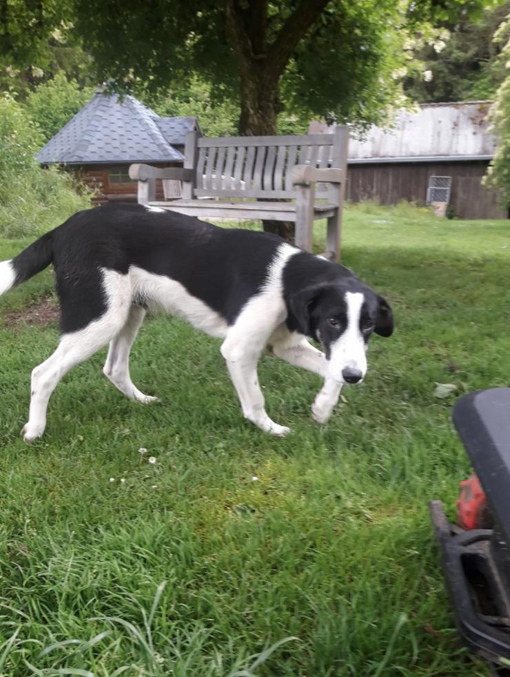 Bild 2: Cosimo ist einfach ein Schatz 