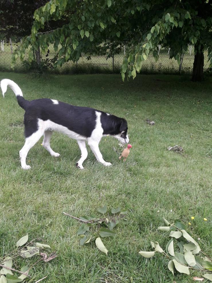 Bild 3: Cosimo ist einfach ein Schatz 