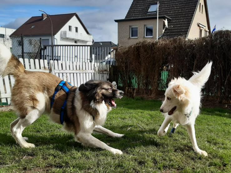 Bild 6: Verschmuster Handicaphund Zampo sucht sein ebenerdiges Zuhause