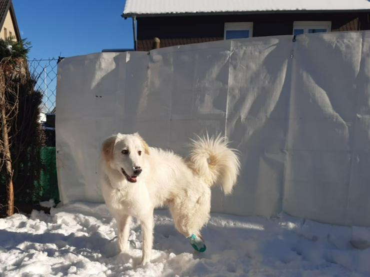 Bild 4: Verschmuster Handicaphund Zampo sucht sein ebenerdiges Zuhause