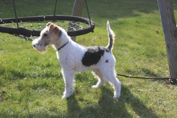 Foxterrier Rüge  5 Monate.