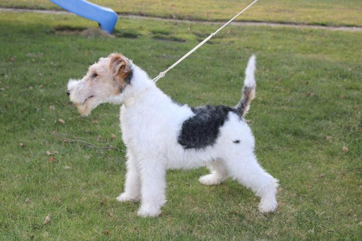 Foxterrier Rüge  5 Monate. - Rassehunde - Bild 1