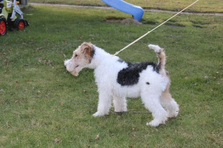 Bild 6: Foxterrier Rüge  5 Monate.