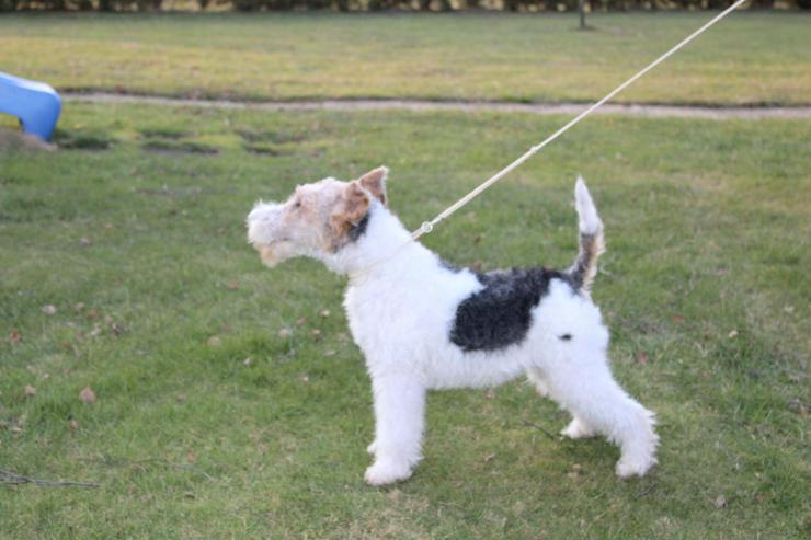 Foxterrier Rüge  5 Monate. - Rassehunde - Bild 4