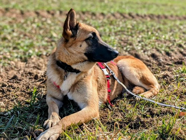 Bild 8: Junger Rohdiamamant Estrella möchte mit Ihnen durchs Leben gehen