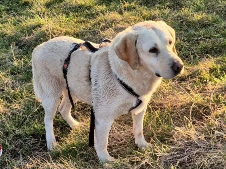 Bild 2: Sanfter Labrador Senior sucht sein Glück 