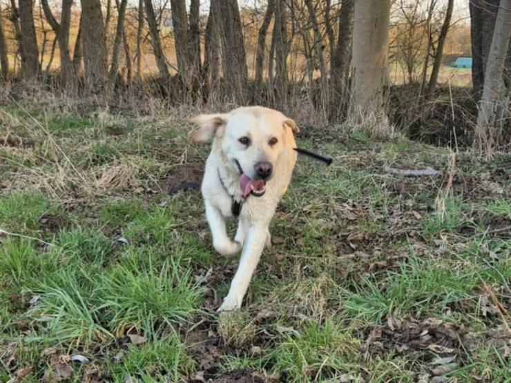 Bild 3: Sanfter Labrador Senior sucht sein Glück 