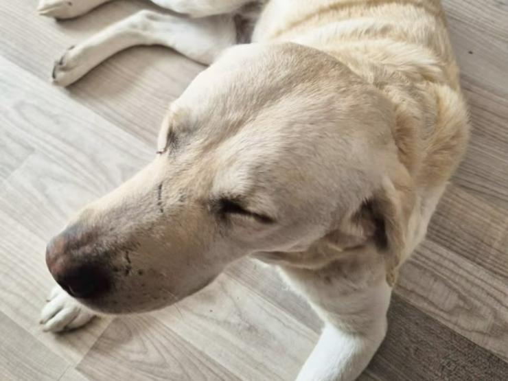 Bild 5: Sanfter Labrador Senior sucht sein Glück 