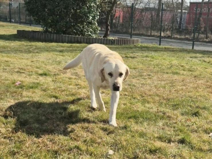 Bild 4: Sanfter Labrador Senior sucht sein Glück 