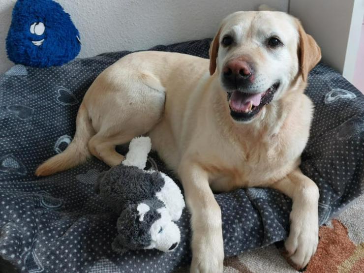 Bild 6: Ruhige, sanfte Labrador-Seniorin Luna sucht ihr Glück