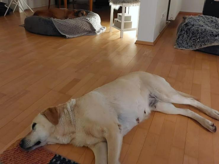 Bild 5: Ruhige, sanfte Labrador-Seniorin Luna sucht ihr Glück