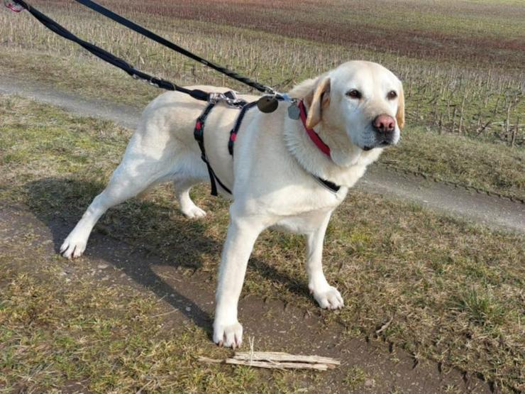 Bild 4: Ruhige, sanfte Labrador-Seniorin Luna sucht ihr Glück