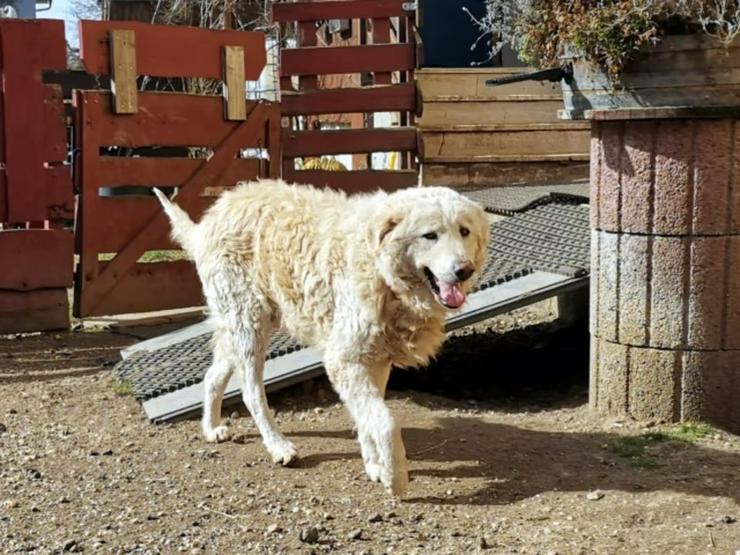 Wunderbarer Senior Fido möchte sein liebevolles Zuhause finden