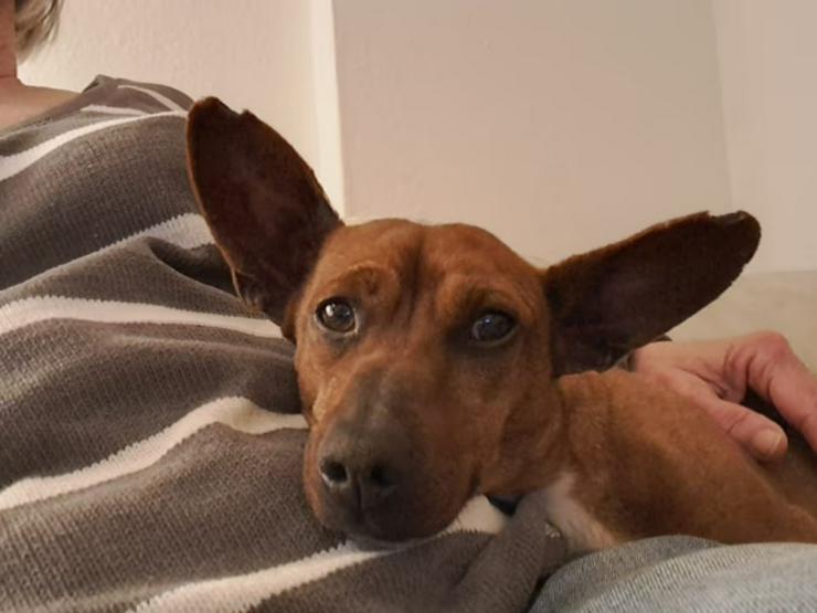 Kleiner, charmanter Jack sucht seinen Kuschelplatz