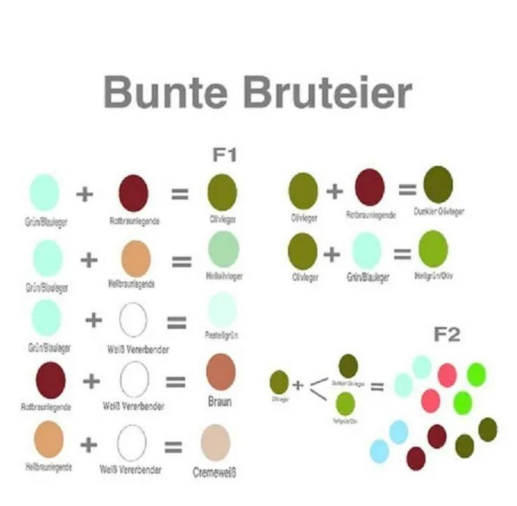 Bild 9: Grünleger Olivleger Türkisleger Buntleger Easteregger BE Bruteier