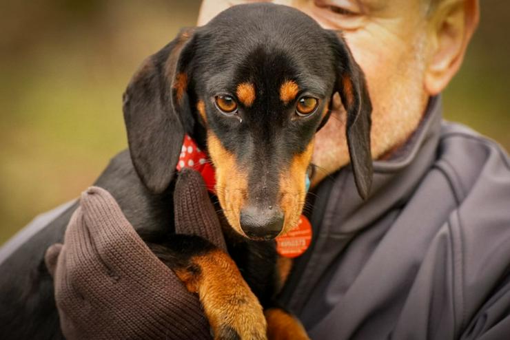 Lilly ist ein liebevolles, freundliches und anhängliches Mädchen.