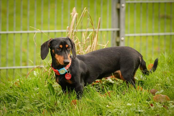 Bild 3: Lilly ist ein liebevolles, freundliches und anhängliches Mädchen.