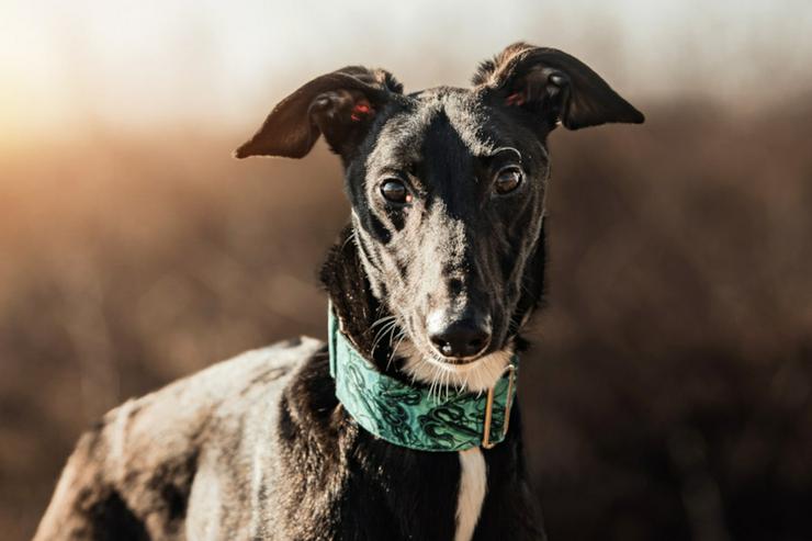 Bild 2: Eagle ist ein Greyhound (Mix), der ein liebevolles Zuhause sucht.