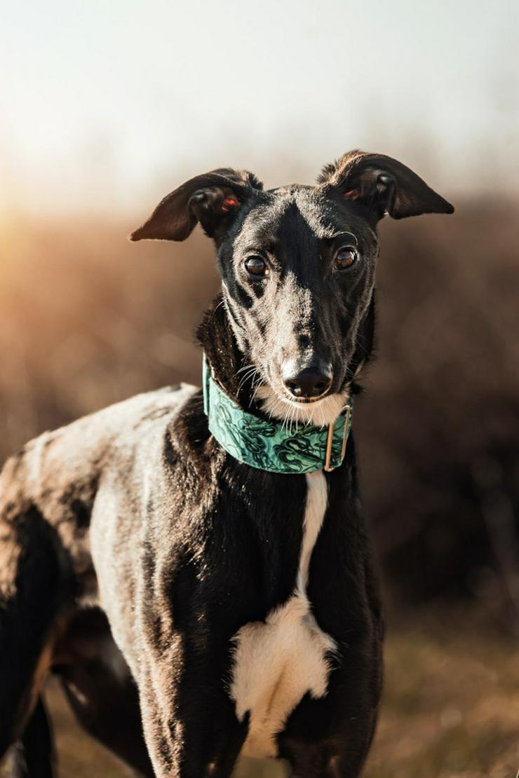 Bild 1: Eagle ist ein Greyhound (Mix), der ein liebevolles Zuhause sucht.