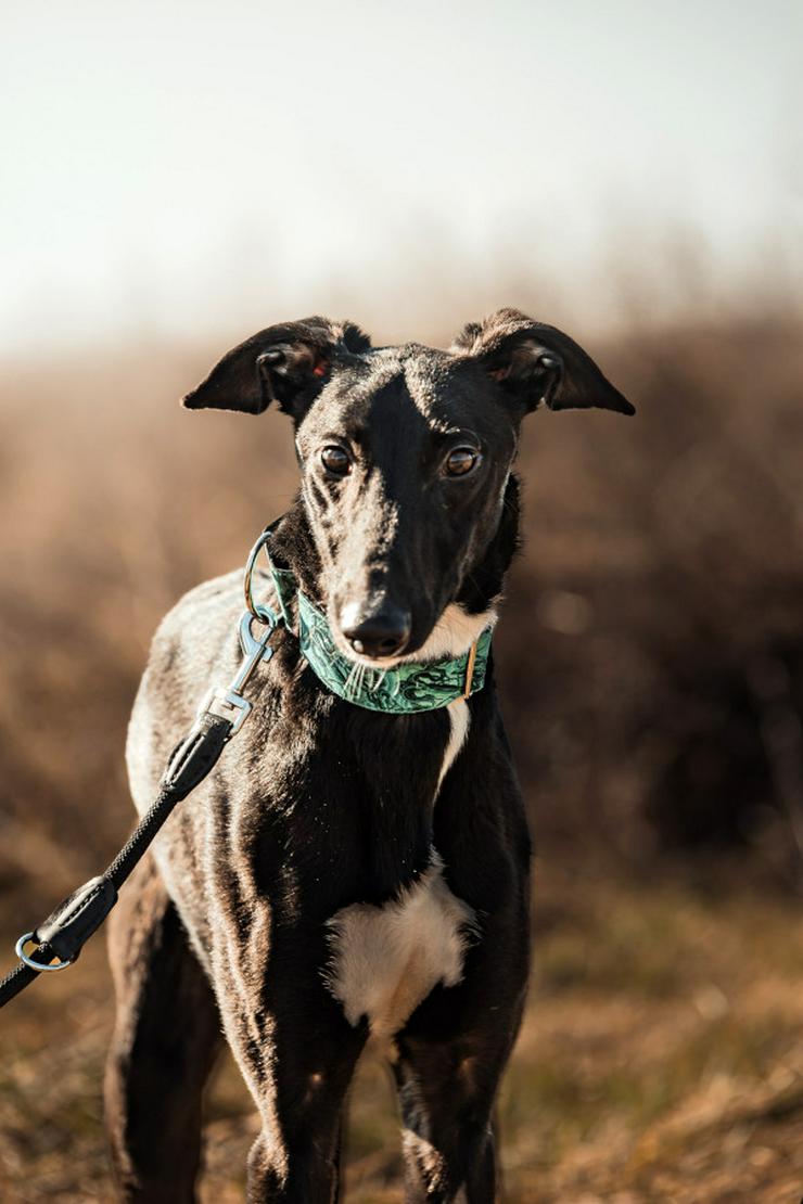 Bild 6: Eagle ist ein Greyhound (Mix), der ein liebevolles Zuhause sucht.