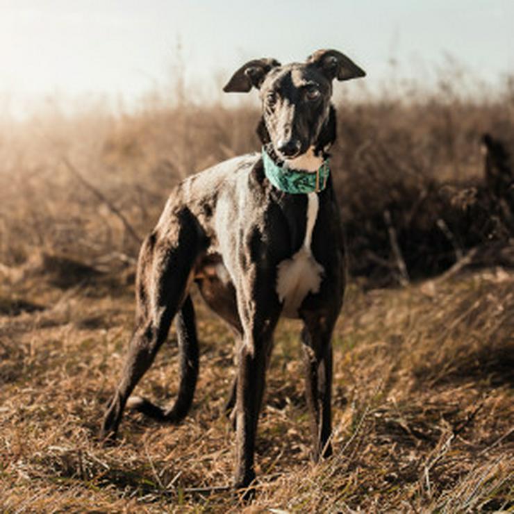 Bild 10: Eagle ist ein Greyhound (Mix), der ein liebevolles Zuhause sucht.