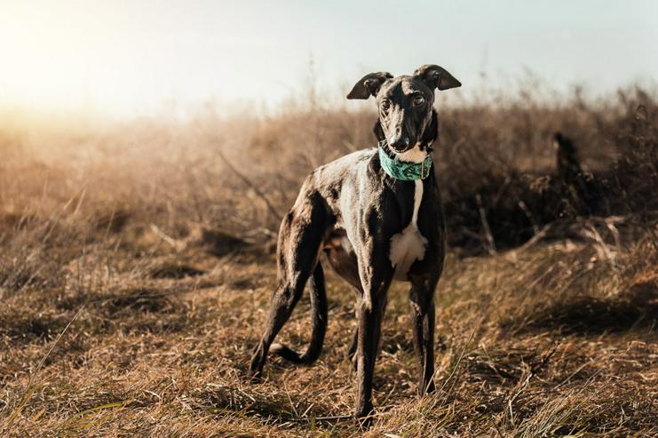 Bild 7: Eagle ist ein Greyhound (Mix), der ein liebevolles Zuhause sucht.