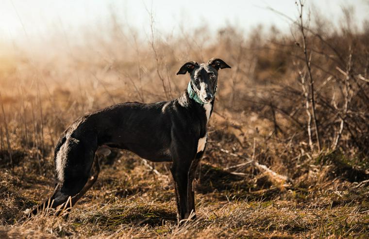 Eagle ist ein Greyhound (Mix), der ein liebevolles Zuhause sucht. - Mischlingshunde - Bild 4