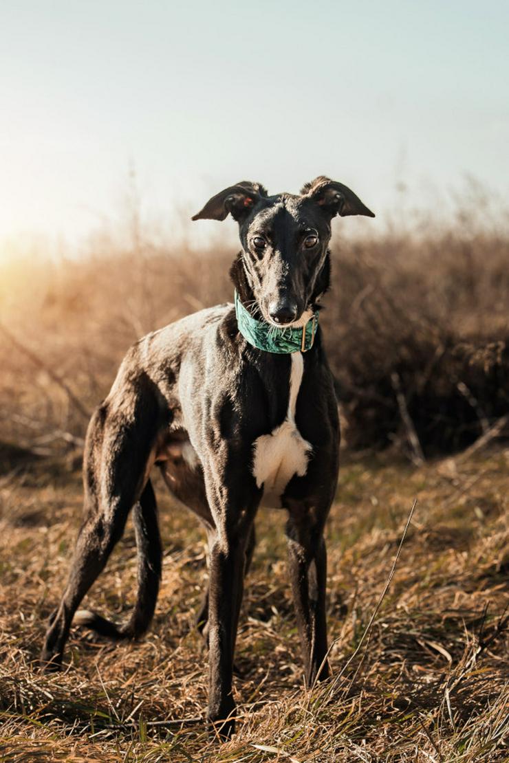 Bild 3: Eagle ist ein Greyhound (Mix), der ein liebevolles Zuhause sucht.