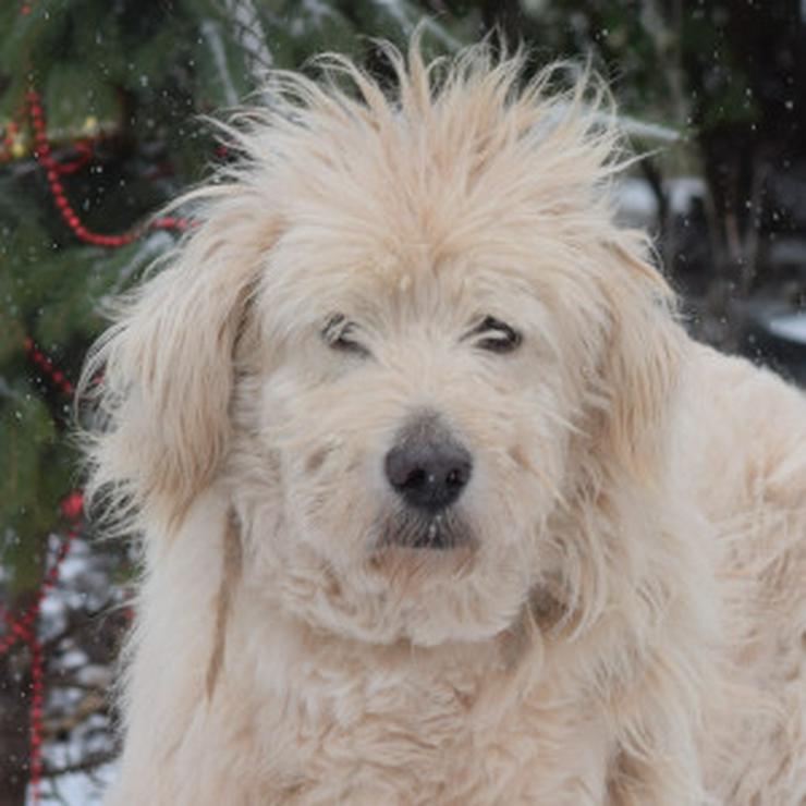 Bild 9: Falcor ist ein großer, sehr netter und freundlicher Hundesenior.