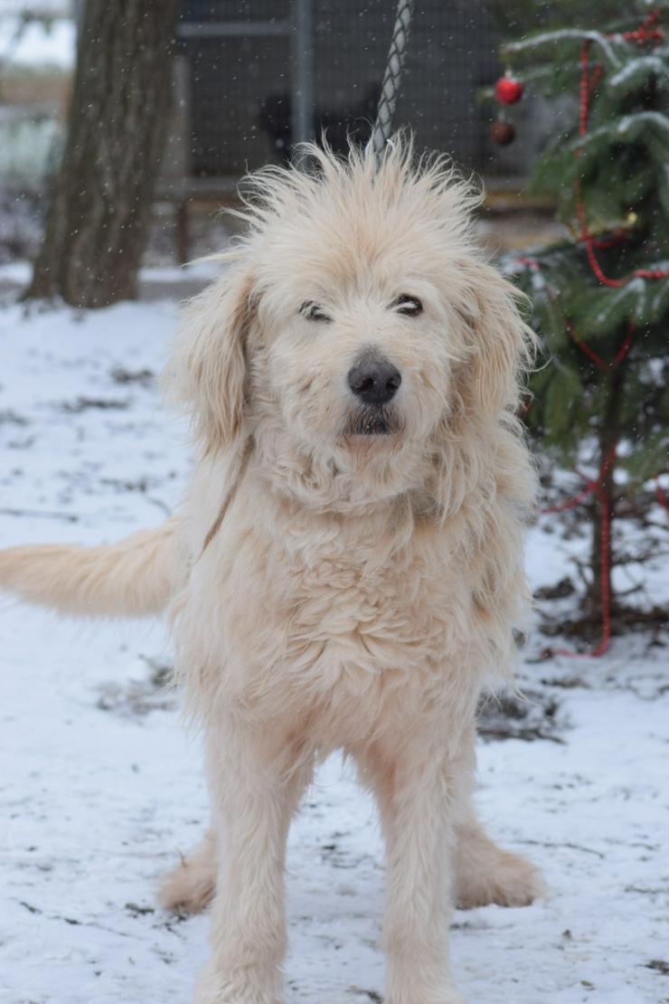 Bild 3: Falcor ist ein großer, sehr netter und freundlicher Hundesenior.