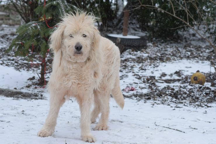 Falcor ist ein großer, sehr netter und freundlicher Hundesenior. - Mischlingshunde - Bild 1