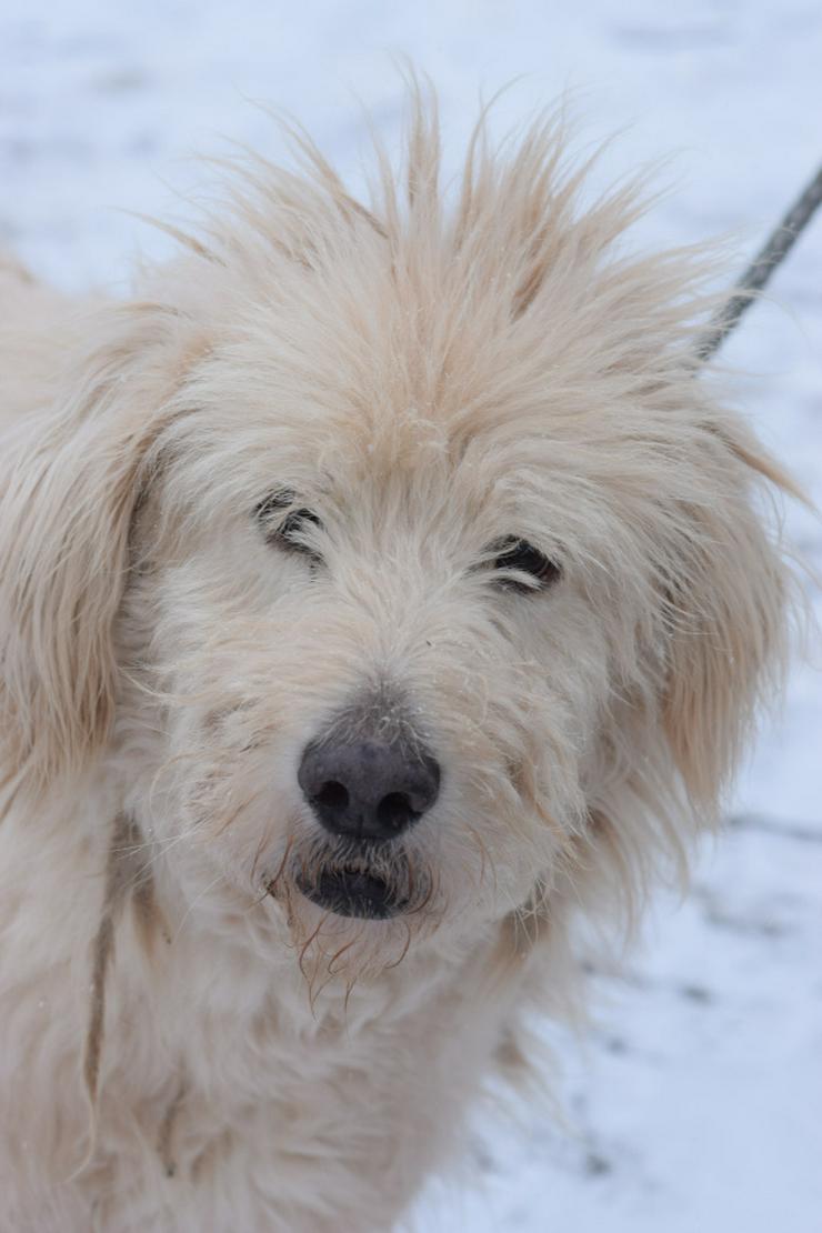 Bild 2: Falcor ist ein großer, sehr netter und freundlicher Hundesenior.