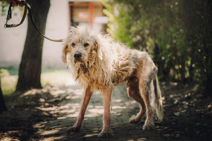 Bild 8: Falcor ist ein großer, sehr netter und freundlicher Hundesenior.