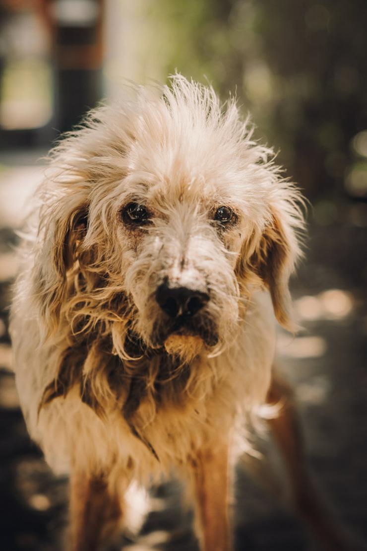 Bild 7: Falcor ist ein großer, sehr netter und freundlicher Hundesenior.