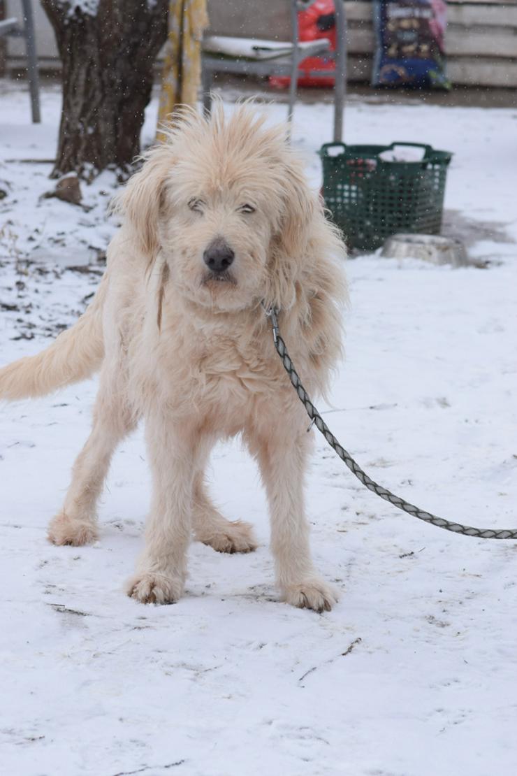 Bild 5: Falcor ist ein großer, sehr netter und freundlicher Hundesenior.