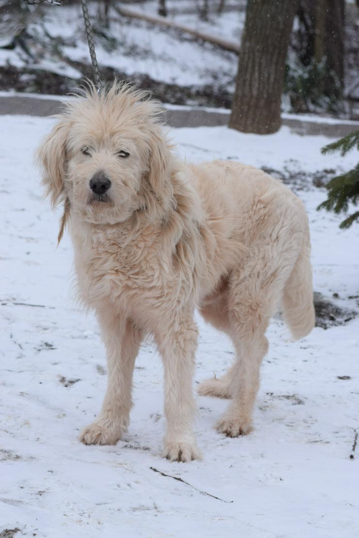 Bild 4: Falcor ist ein großer, sehr netter und freundlicher Hundesenior.