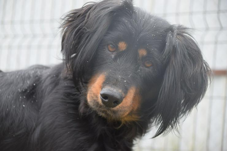 Bild 5: Serena ist eine bildhübsche Gordon Setter Mix Hündin