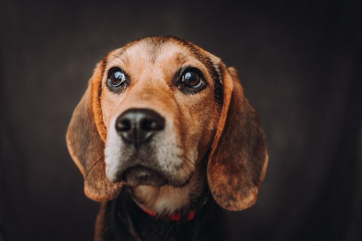 Bild 4: Die bezaubernde Shein, ein Beagle-Mix.