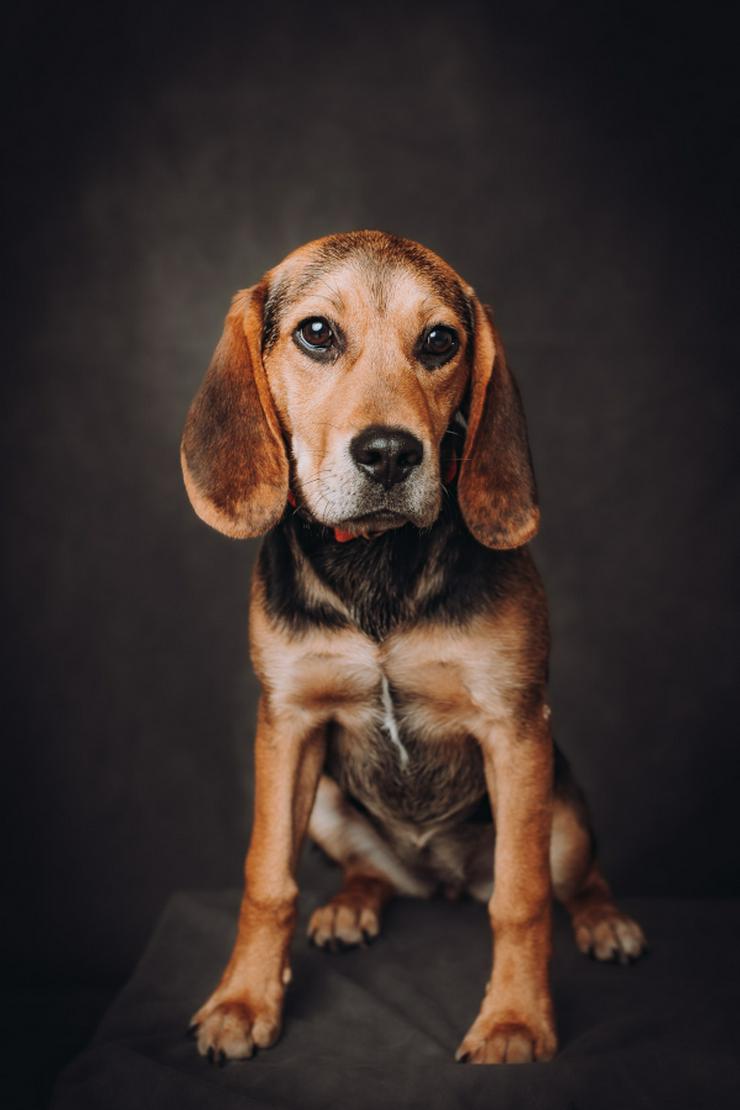 Die bezaubernde Shein, ein Beagle-Mix. - Mischlingshunde - Bild 3