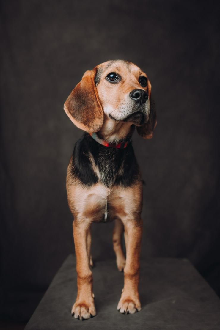 Die bezaubernde Shein, ein Beagle-Mix.