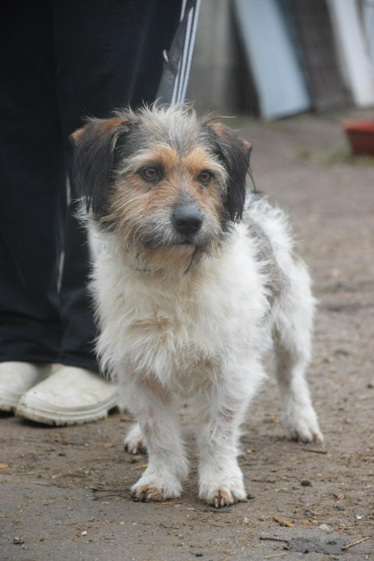 Bild 3: Larry ist ein charmanter, freundlicher Terrier-Mix.