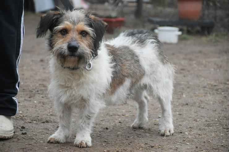 Bild 2: Larry ist ein charmanter, freundlicher Terrier-Mix.